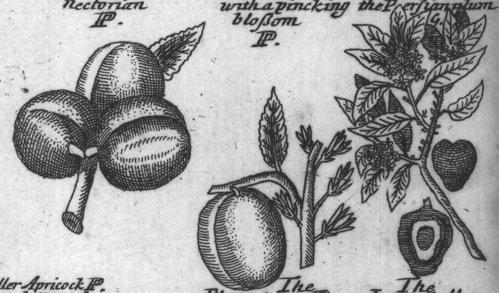 Engraved plant figure: Peach P