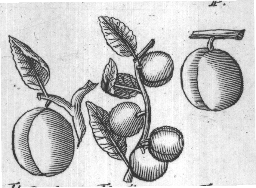 Engraved plant figure: Plums Myrabalans and Sebestens