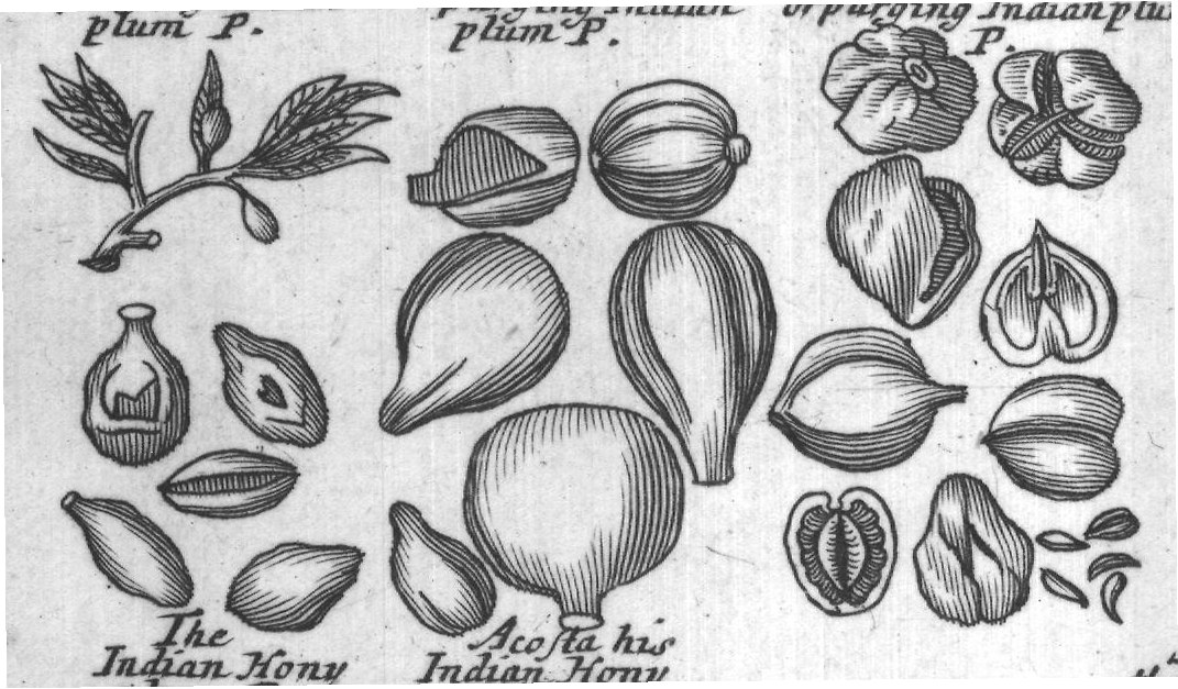 Engraved plant figure: Plums Myrabalans and Sebestens