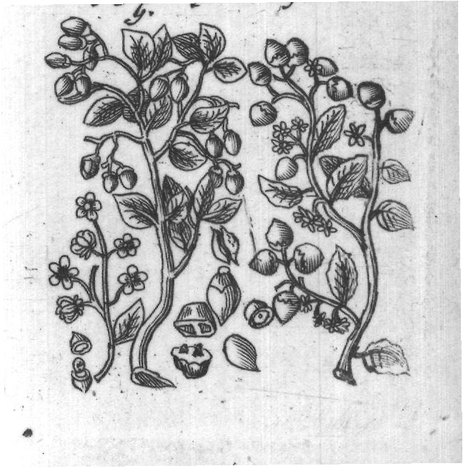 Engraved plant figure: Plums Myrabalans and Sebestens