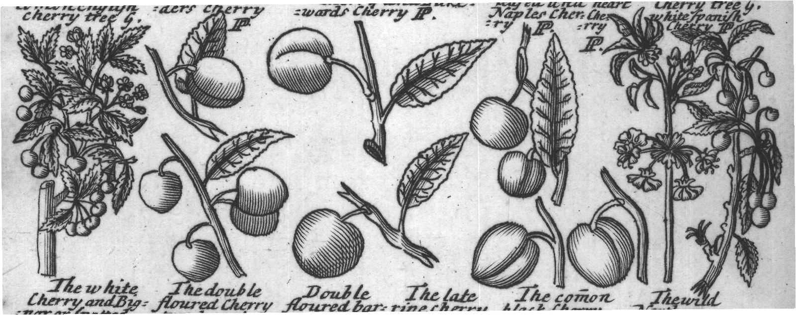 Engraved plant figure: Jujube tree G