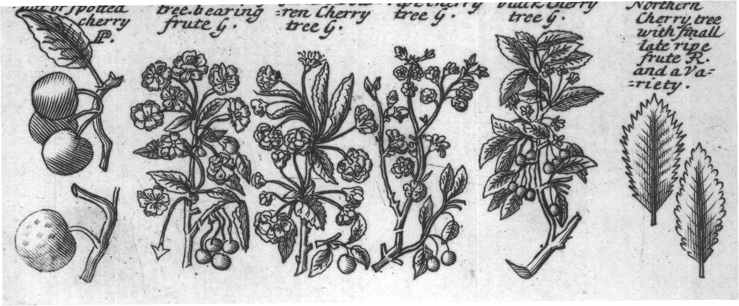 Engraved plant figure: Jujube tree G