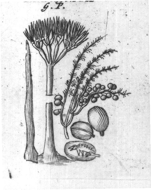 Engraved plant figure: Flander's found land