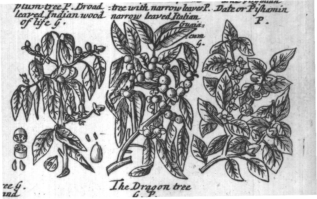 Engraved plant figure: Flander's found land