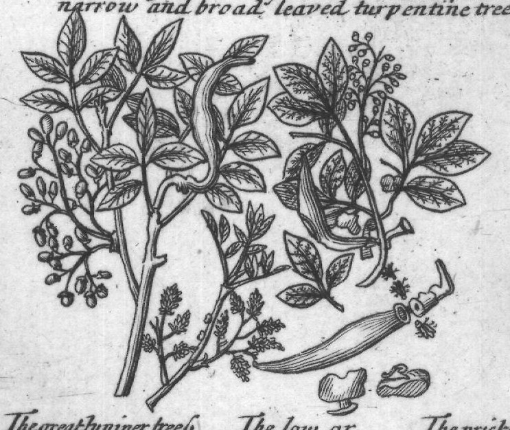 Engraved plant figure: Our Comon