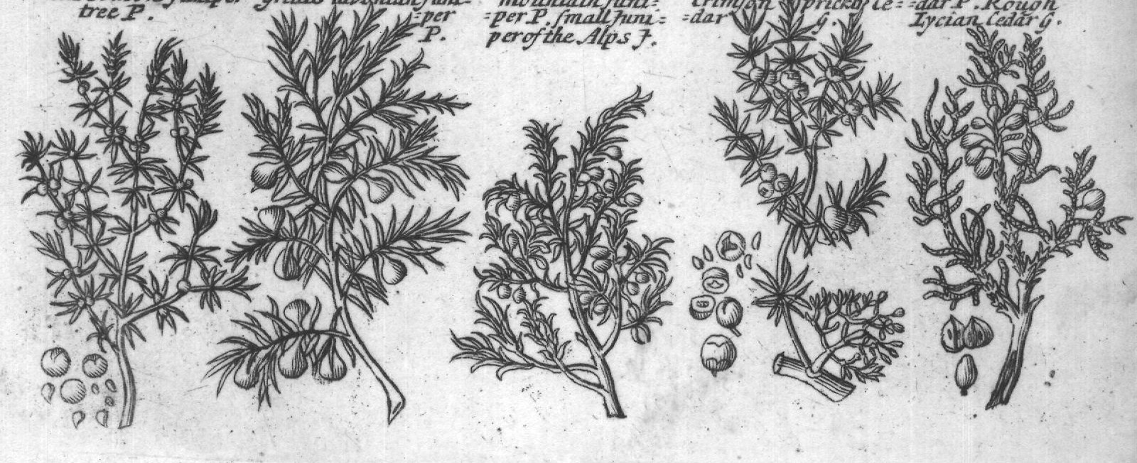 Engraved plant figure: Our Comon