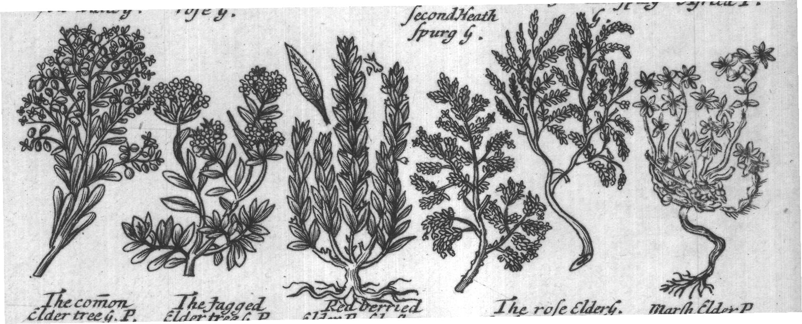Engraved plant figure: Spurg Olive P