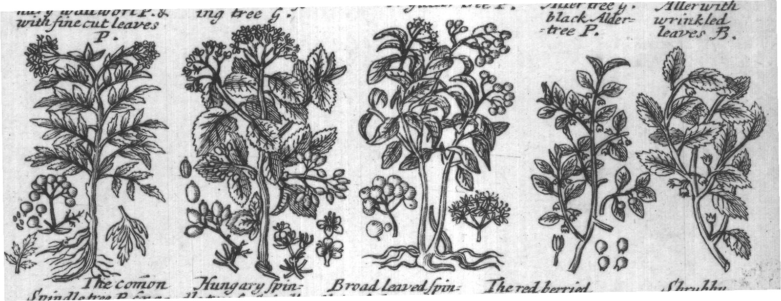 Engraved plant figure: Spurg Olive P