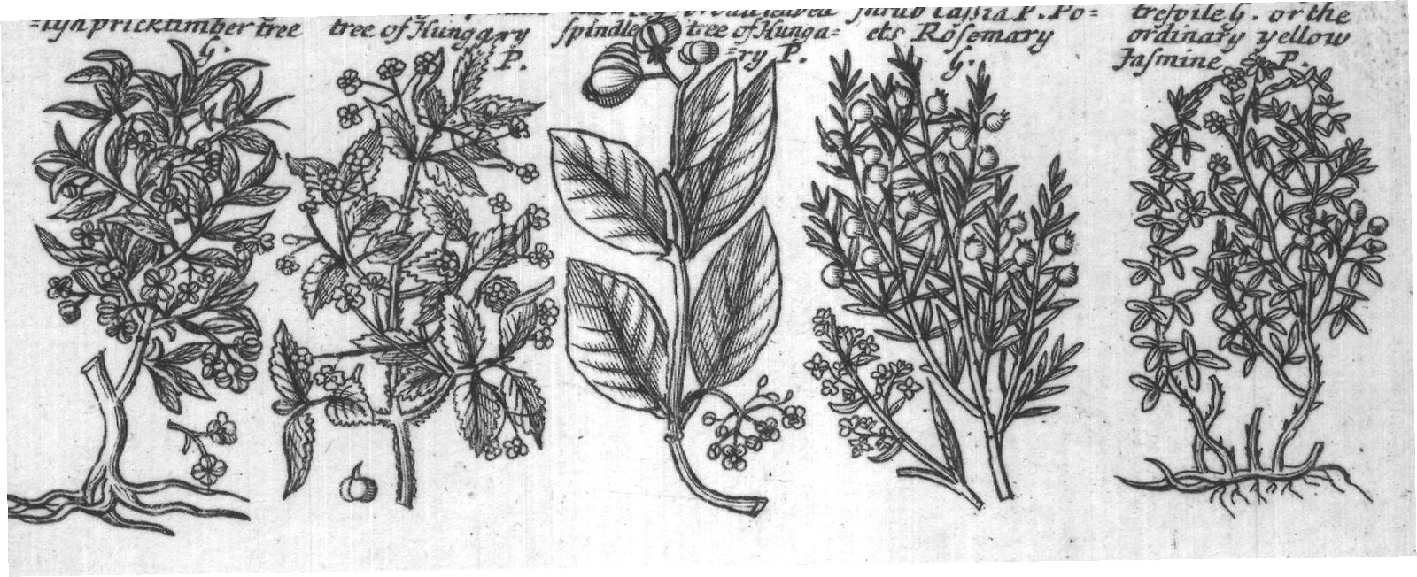 Engraved plant figure: Spurg Olive P