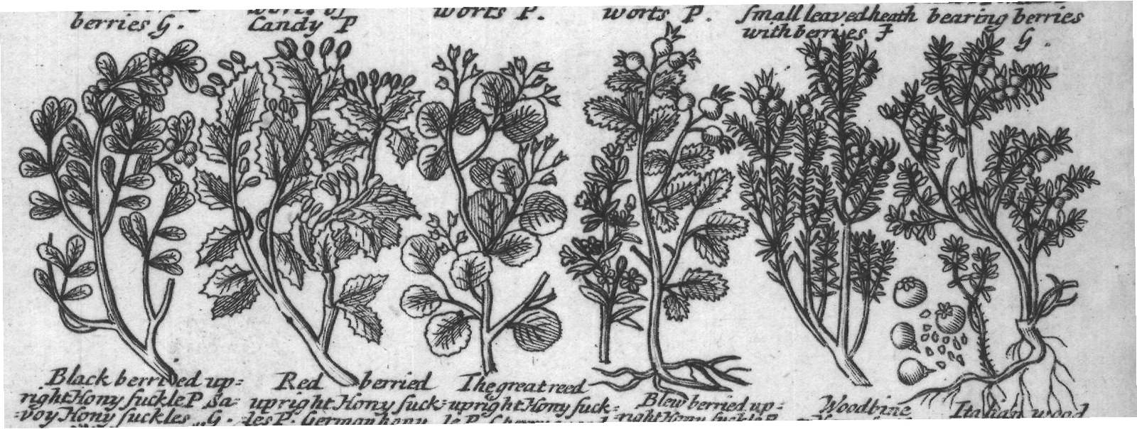 Engraved plant figure: Theredand The black Rauwolfius