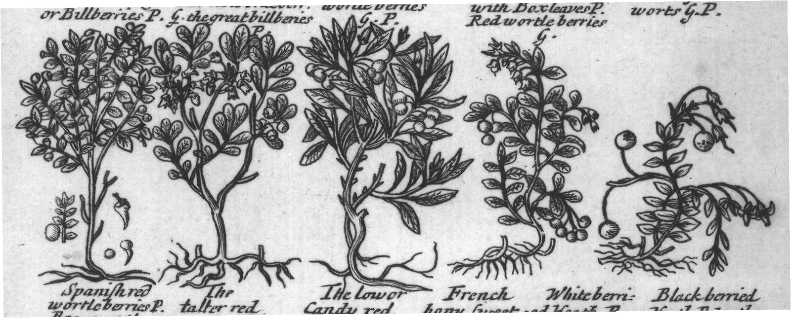 Engraved plant figure: Theredand The black Rauwolfius
