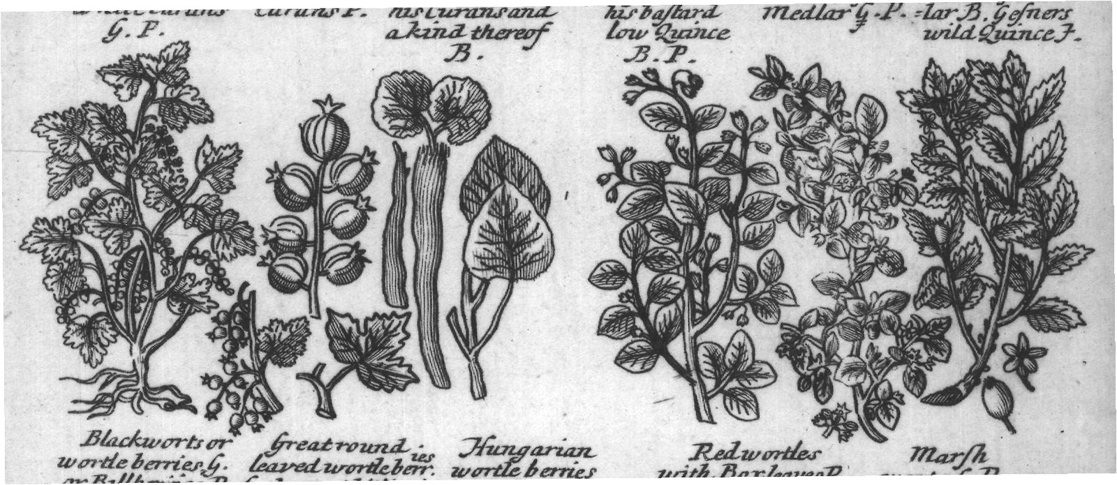 Engraved plant figure: Theredand The black Rauwolfius