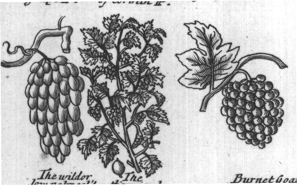 Engraved plant figure: Themangered The Abelindine