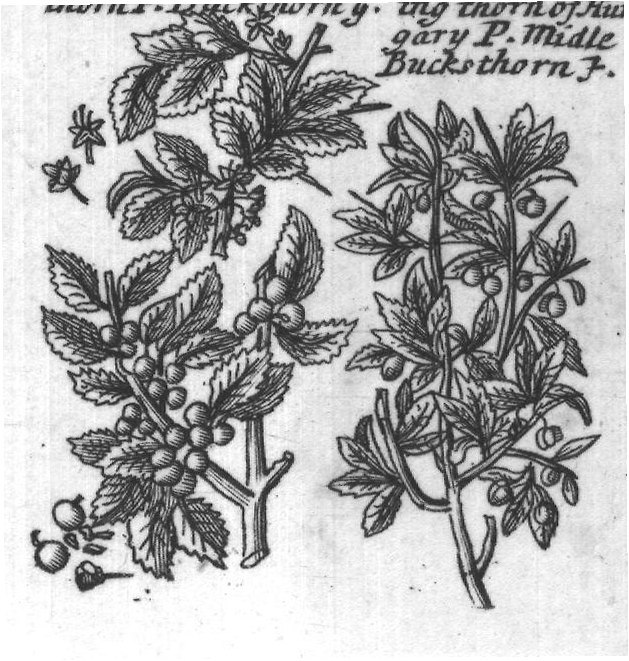 Engraved plant figure: Themangered The Abelindine