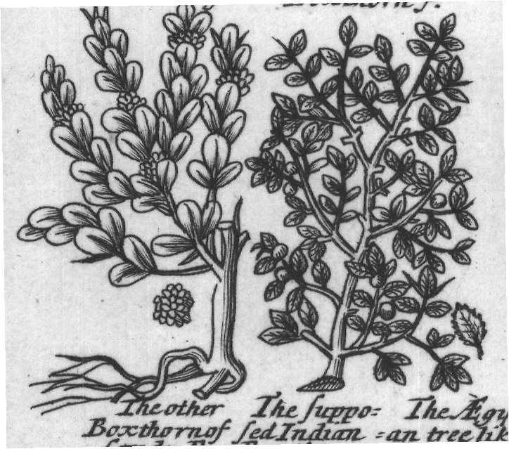Engraved plant figure: Redflow