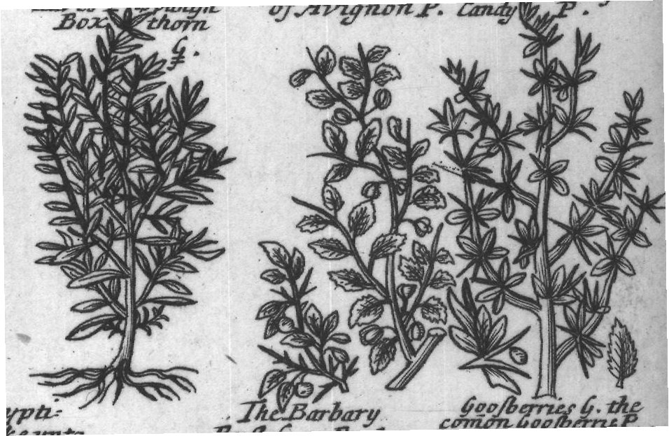 Engraved plant figure: Redflow
