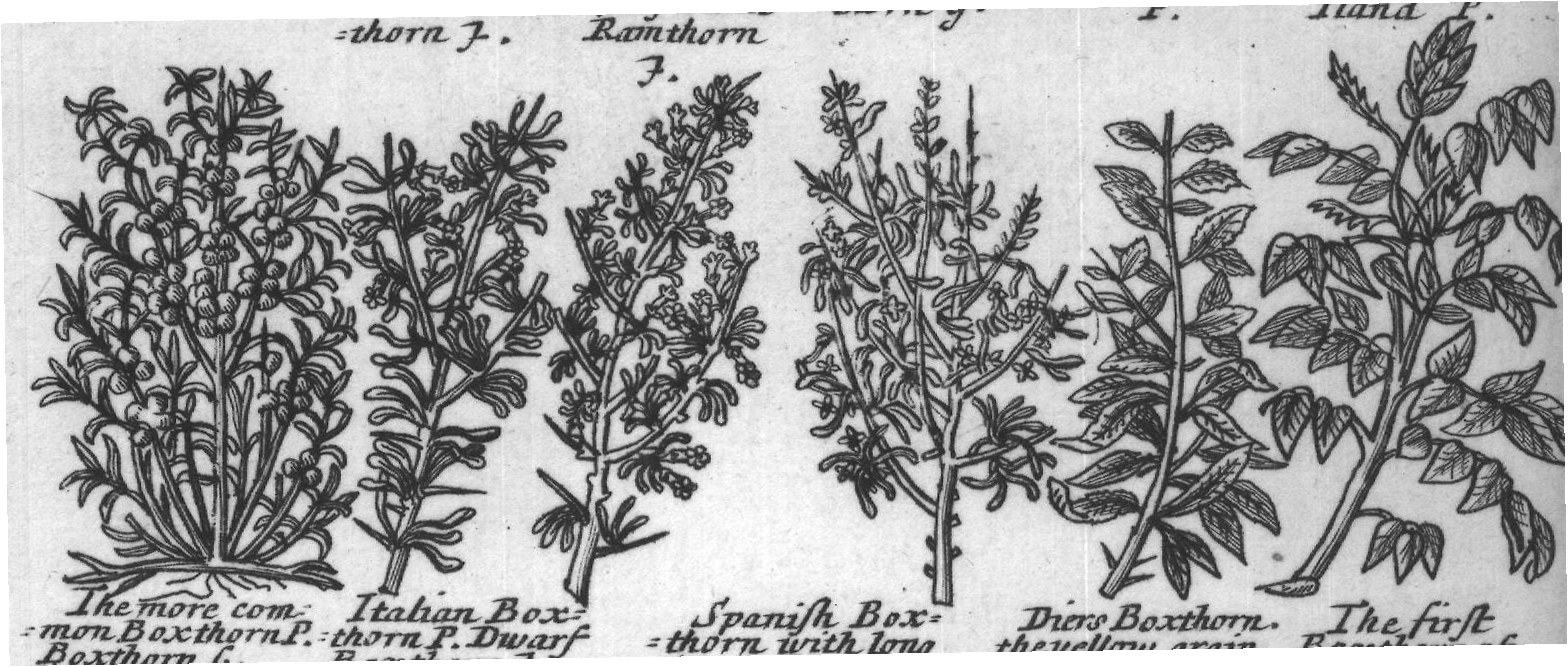 Engraved plant figure: Redflow