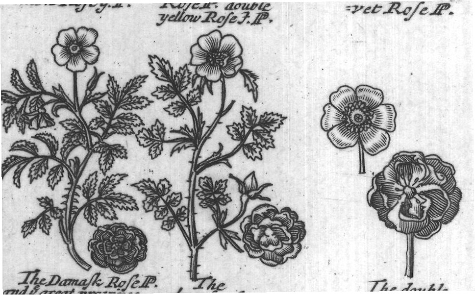Engraved plant figure: Hep tree G
