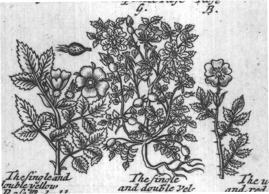Engraved plant figure: Hep tree G