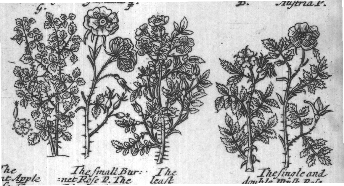 Engraved plant figure: Hep tree G
