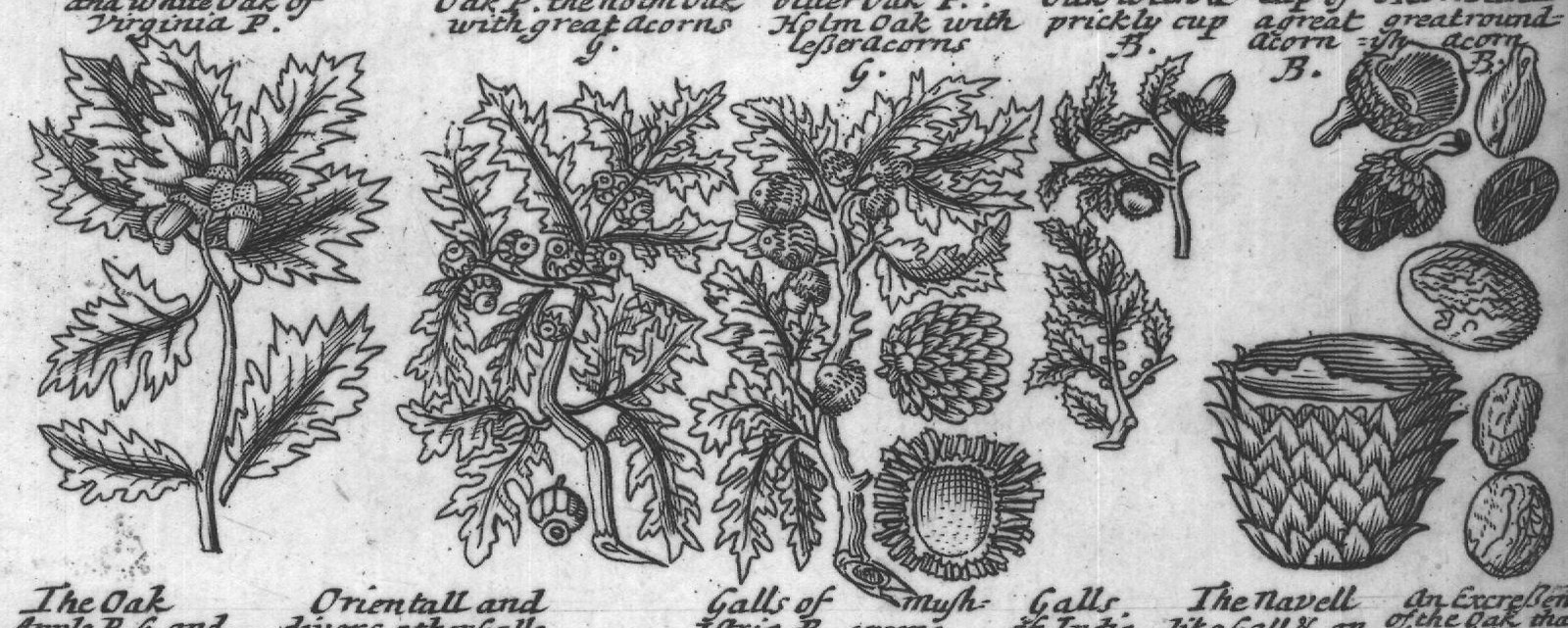 Engraved plant figure: Oaktree with