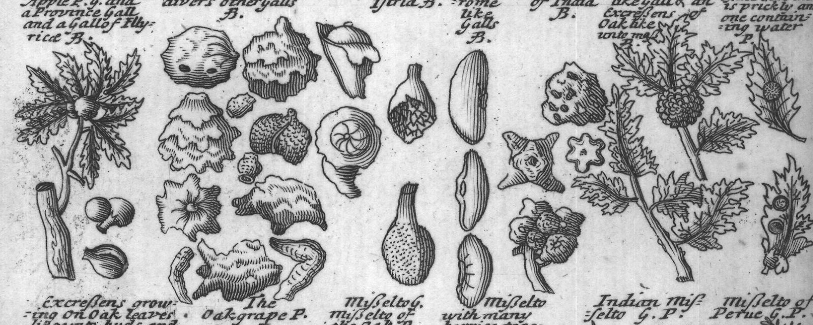 Engraved plant figure: Oaktree with