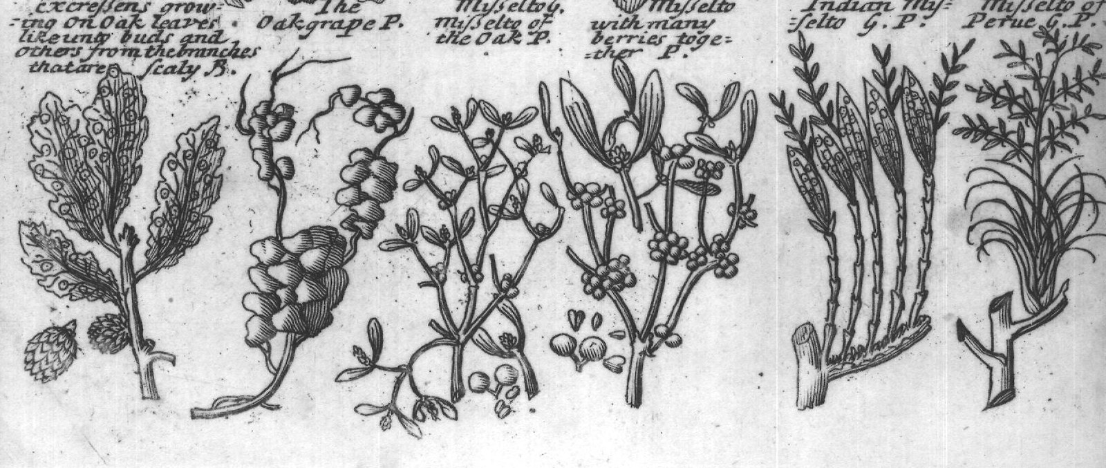 Engraved plant figure: Oaktree with