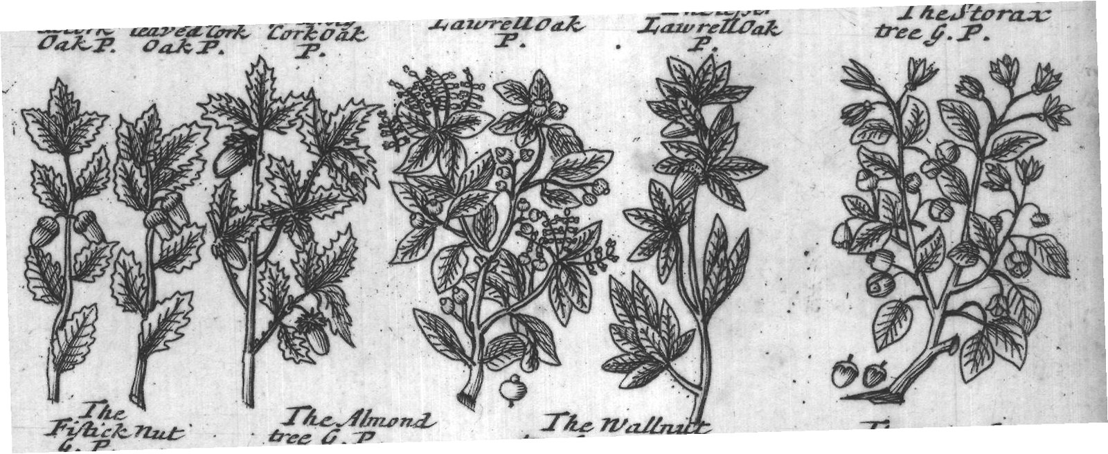 Engraved plant figure: Holmoak with