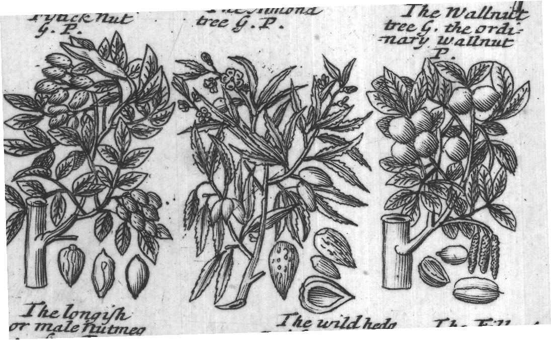 Engraved plant figure: Holmoak with