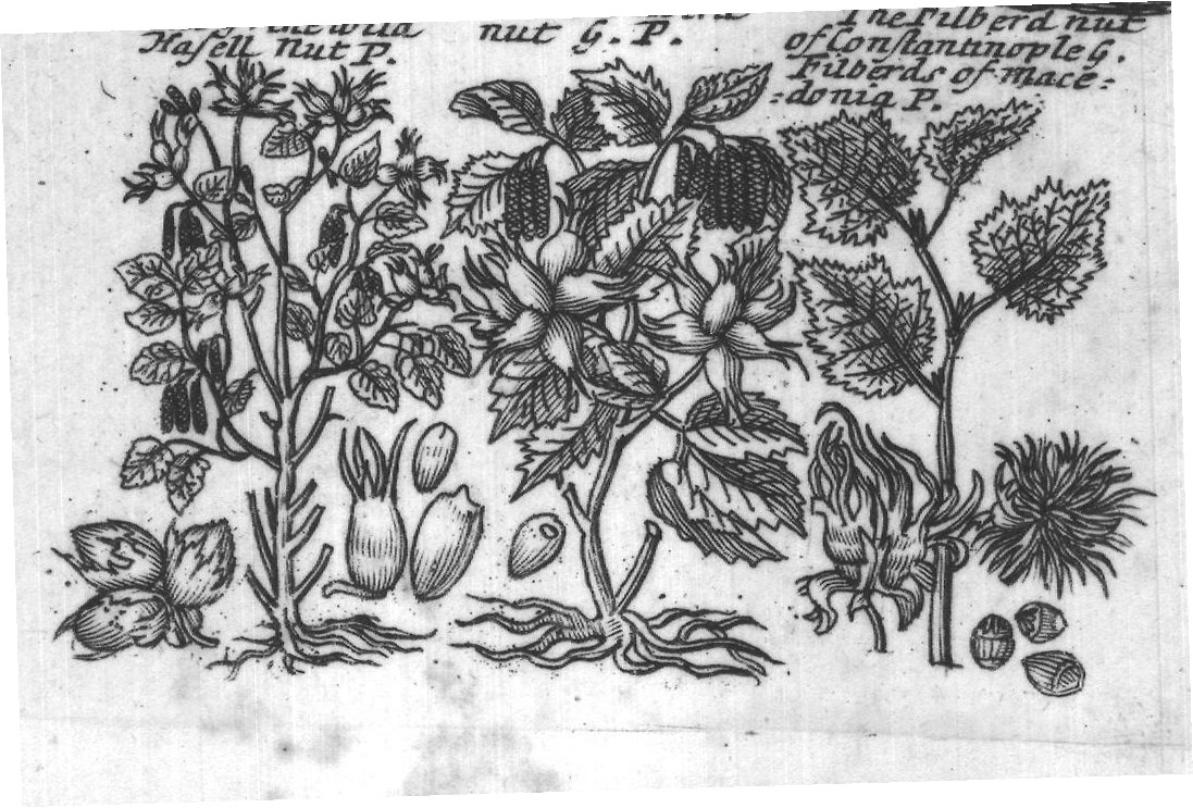 Engraved plant figure: Holmoak with