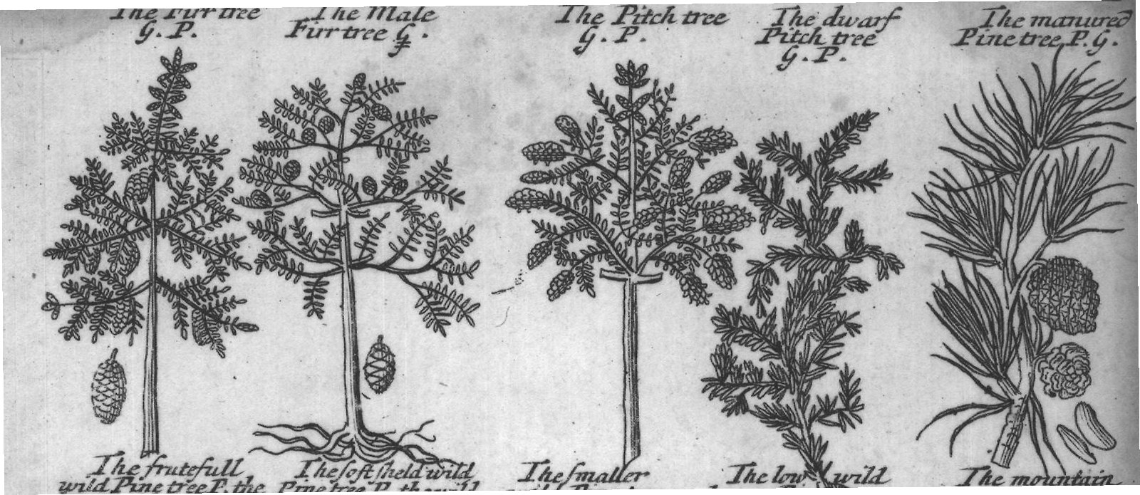 Engraved plant figure: Furtree G