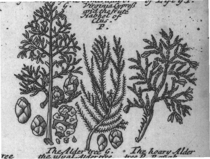Engraved plant figure: Furtree G