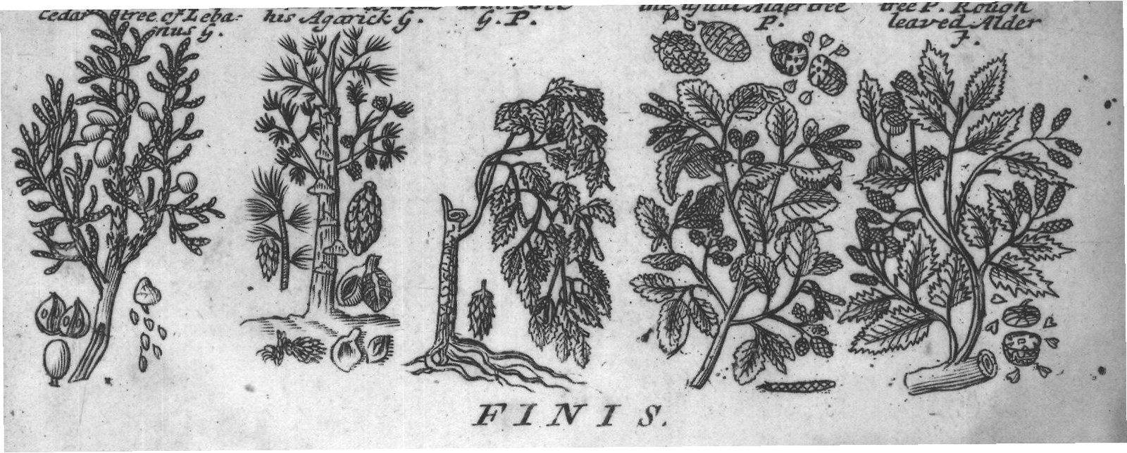 Engraved plant figure: Furtree G