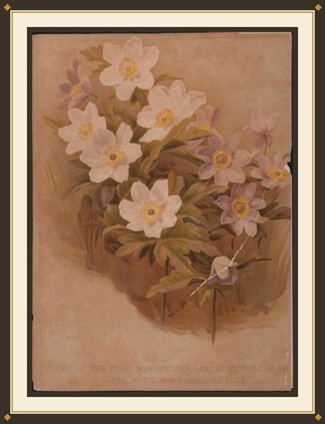 The Illustrated Dictionary of Gardening