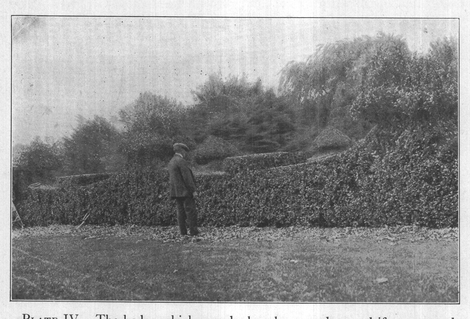PLATE IV. The hedge which may look unkept, and ragged if not pruned,