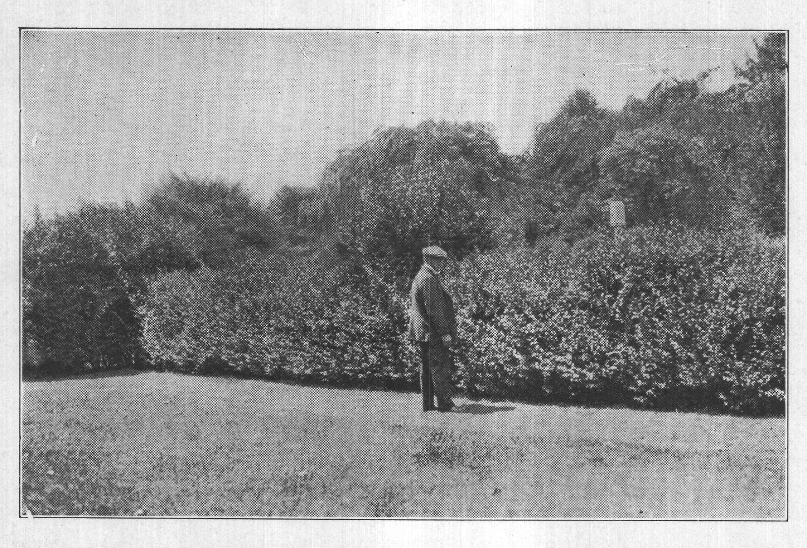 Pruning — from The Complete Garden (1921)
