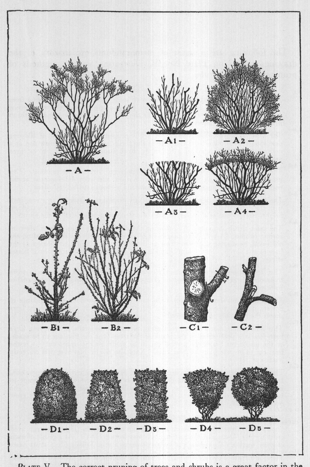 PLATE V. The correct pruning of trees and shrubs is a great factor in the