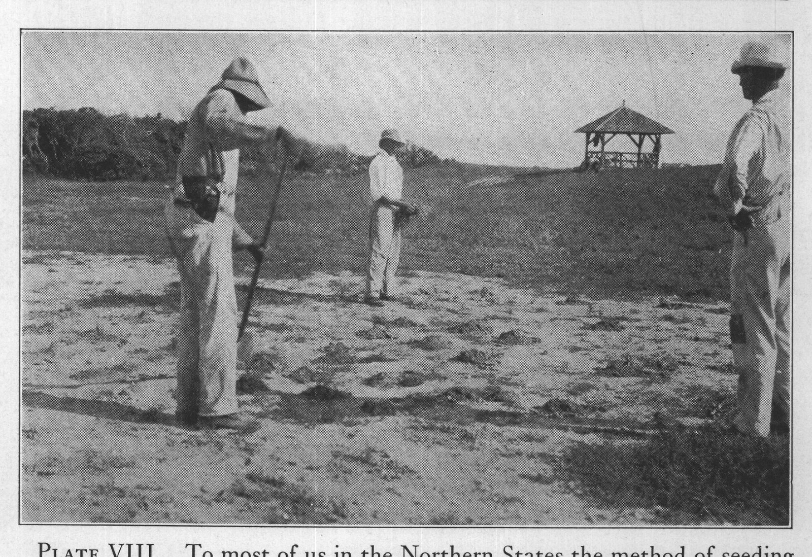 PLATE VIII. To most of us in the Northern States the method of seeding