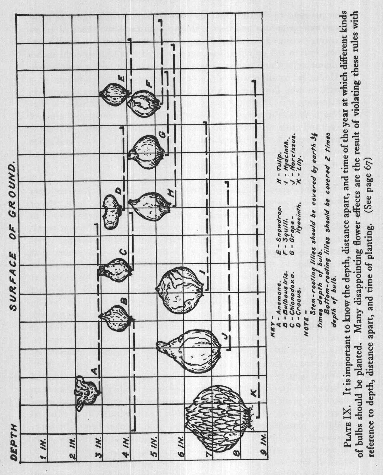 reference to depth, distance apart, and time of planting. (See page 67)