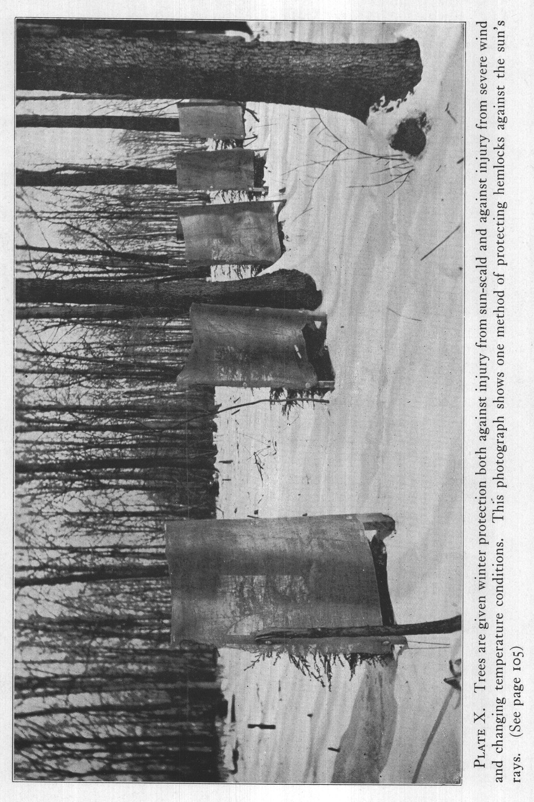Lawns for the North: Types — from The Complete Garden (1921)