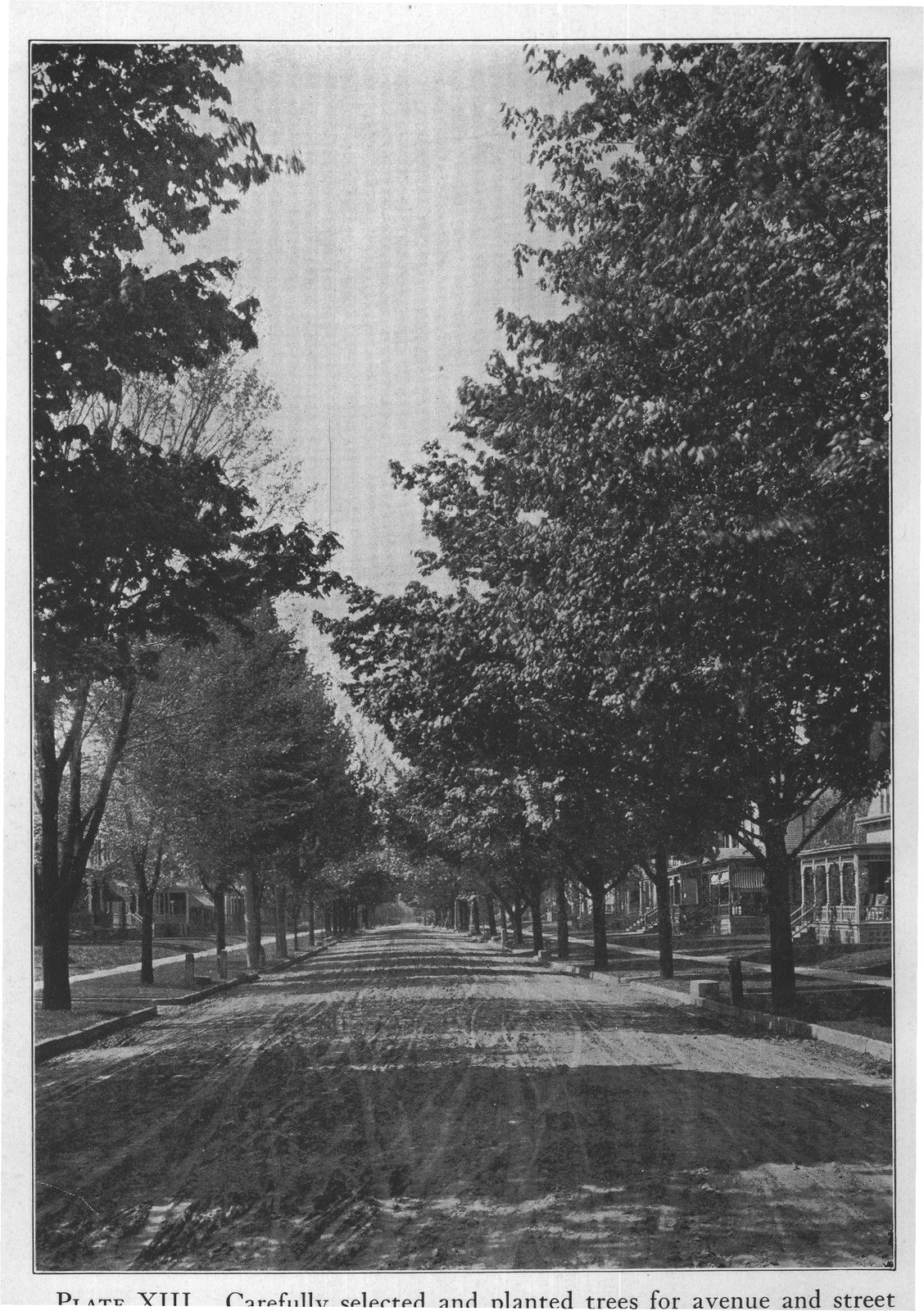 PLATE XIII. Carefully selected and planted trees for avenue and street