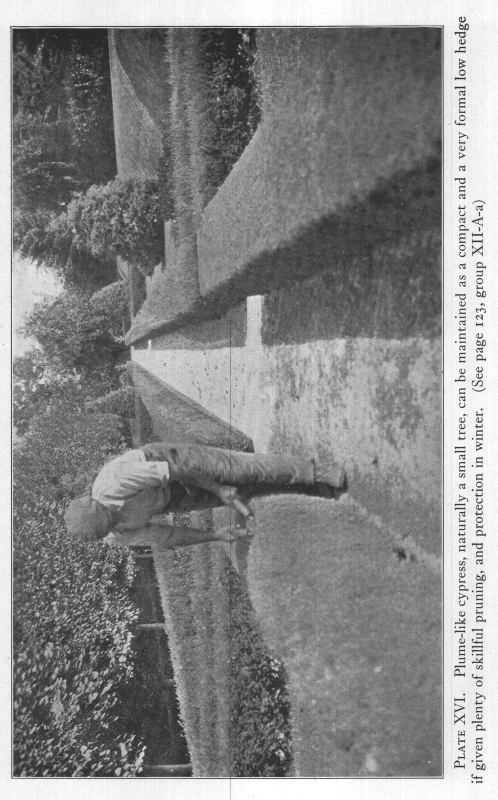 Evergreens — from The Complete Garden (1921)