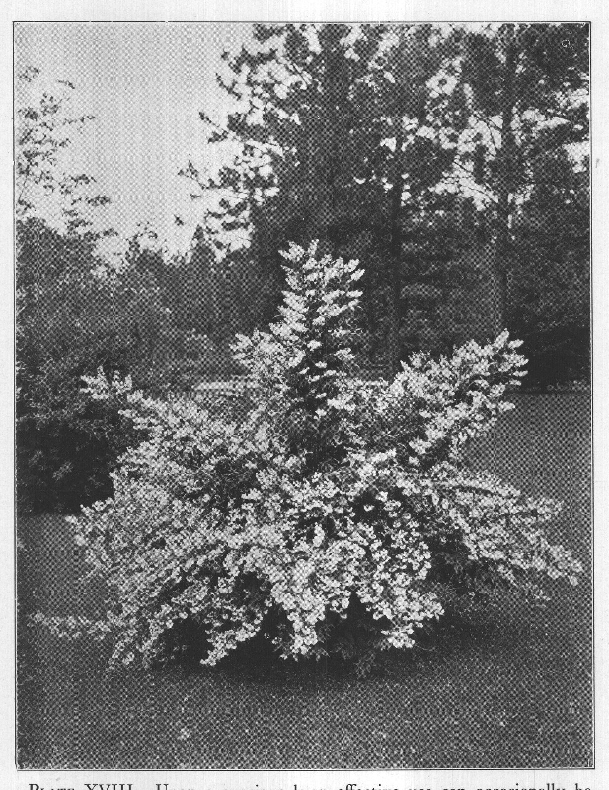 PLATE XVIII. Upon a spacious lawn effective use can occasionally be