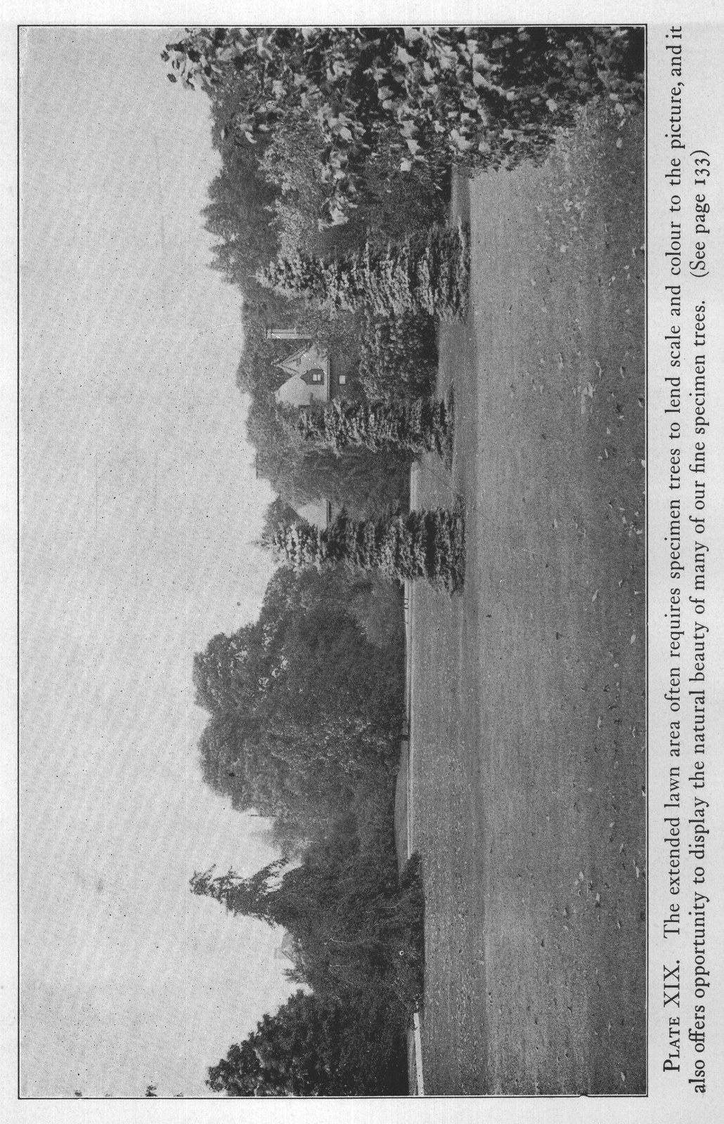 Evergreens — from The Complete Garden (1921)
