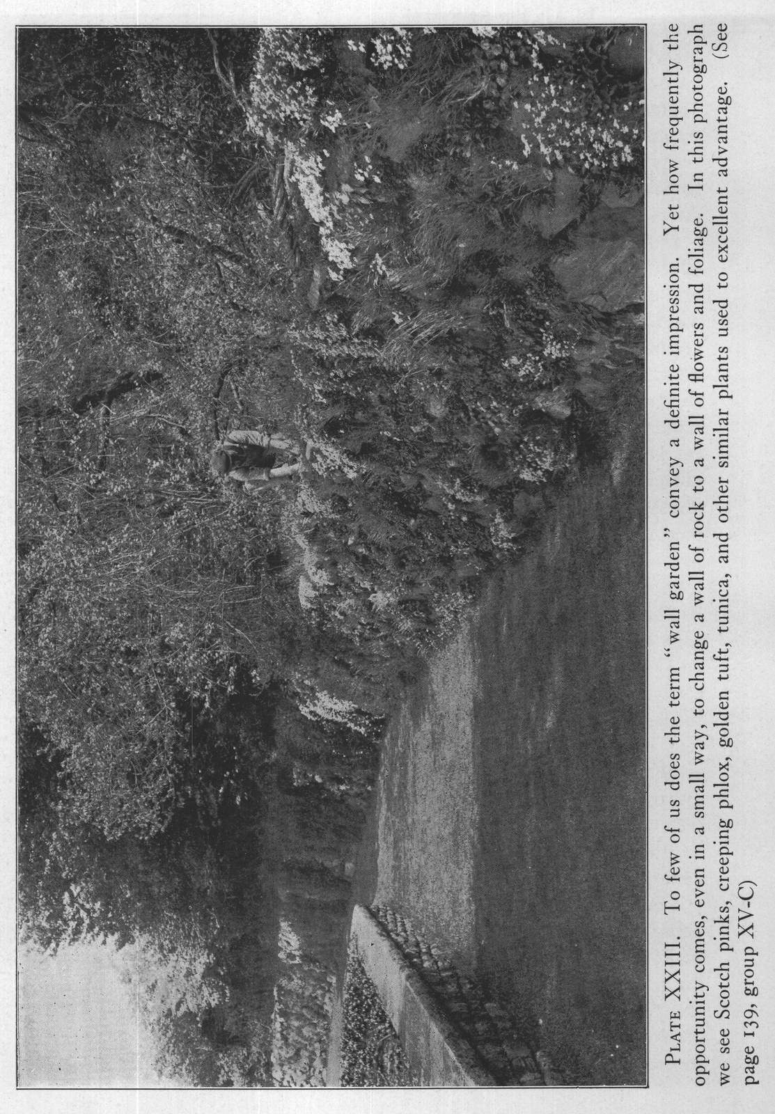 Plants for Heavy Formal Effects: Japanese — from The Complete Garden (1921)