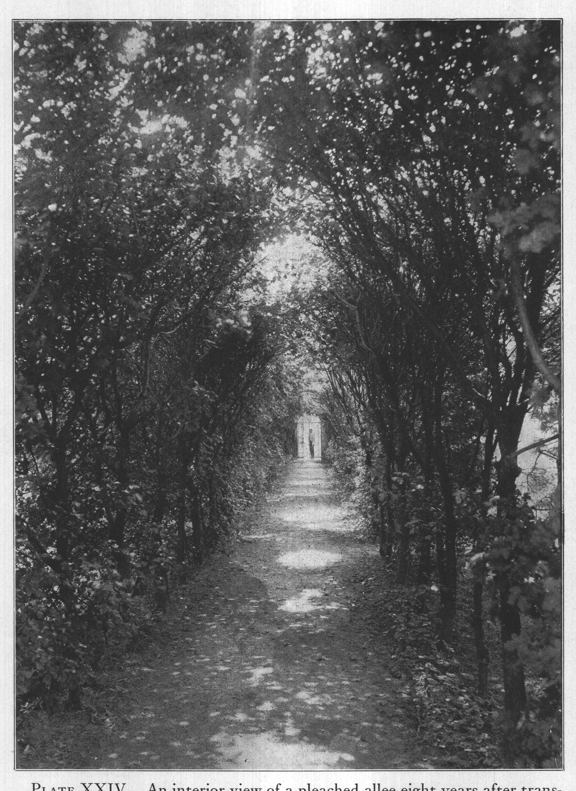 PLATE XXIV. An interior view of a pleached allee eight years after trans-