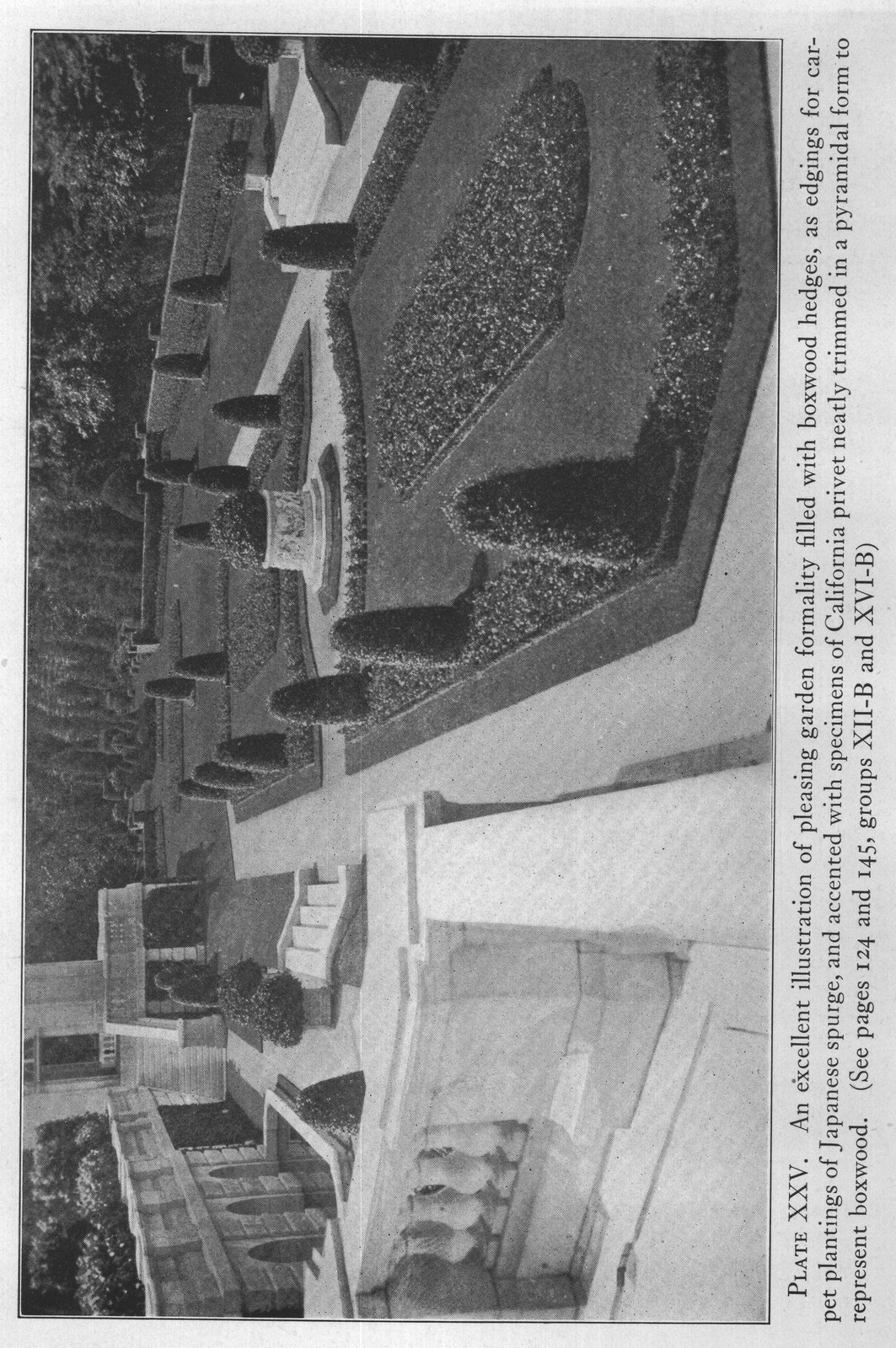 represent boxwood. (See pages 124 and 145, groups XII-B and XVI-B)