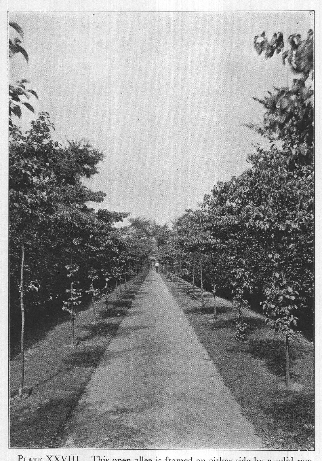 PLATE XXVIII. This open allee is framed on either side by a solid row