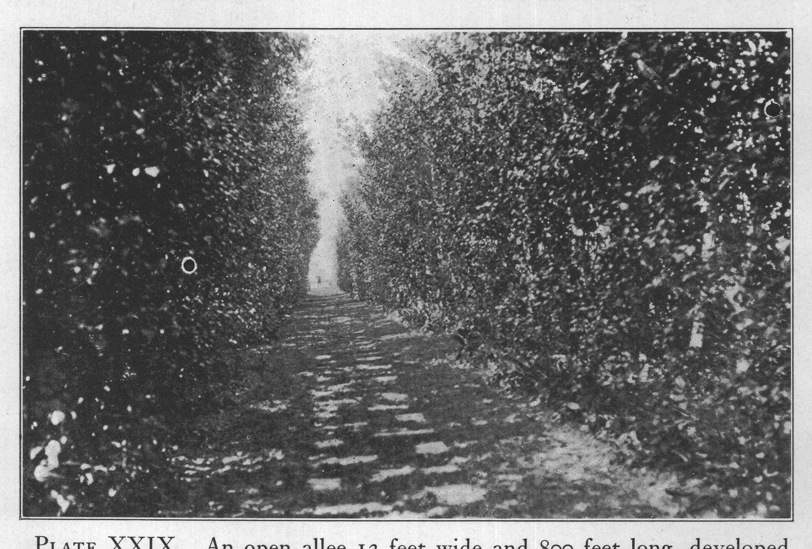 PLATE XXIX. An open allee 12 feet wide and 800 feet long, developed