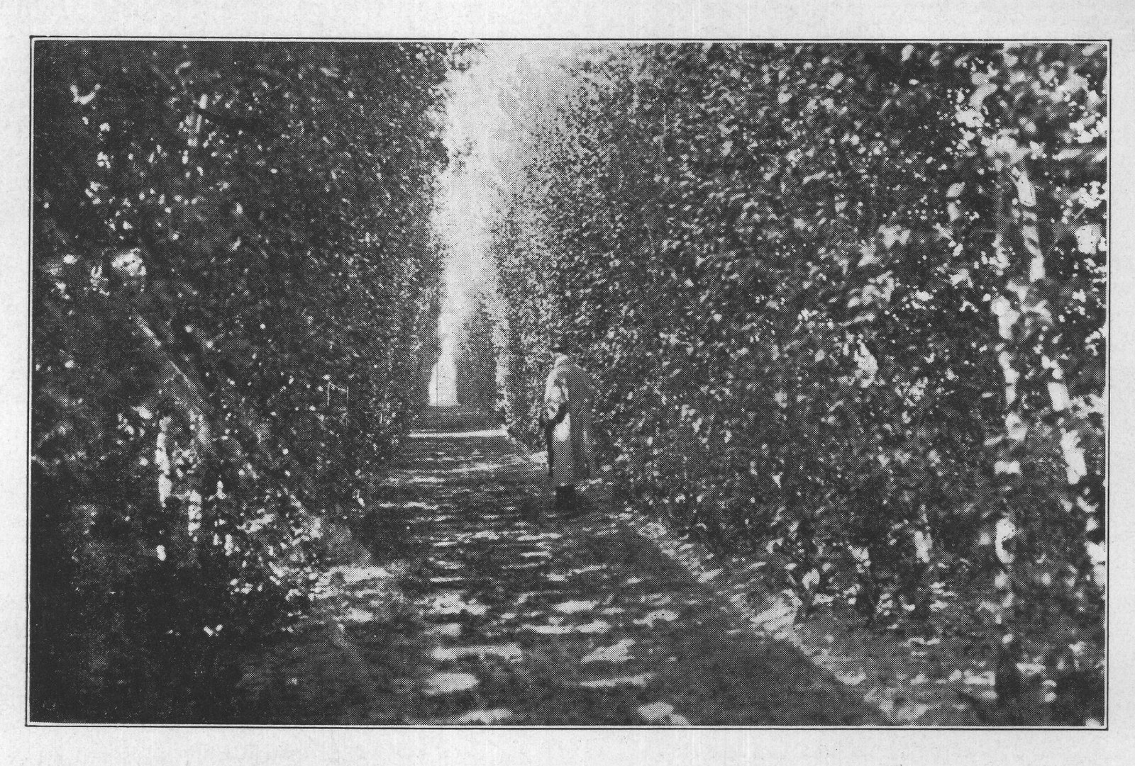 Trees and Shrubs for Seaside Planting: White — from The Complete Garden (1921)